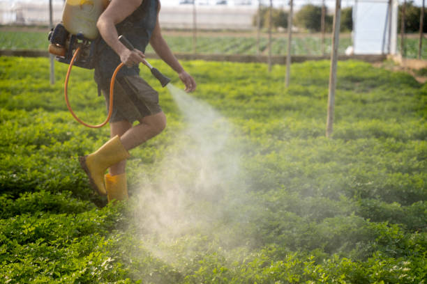 Best Emergency Pest Control  in Rosemont, CA