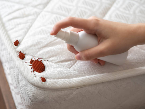 Best Pest Control for Homes  in Rosemont, CA