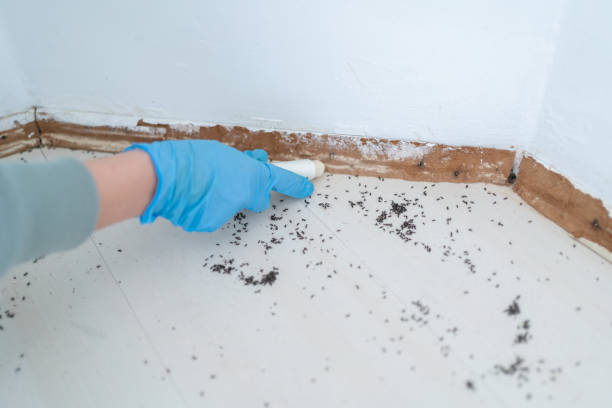 Reliable Rosemont, CA Pest Control Solutions