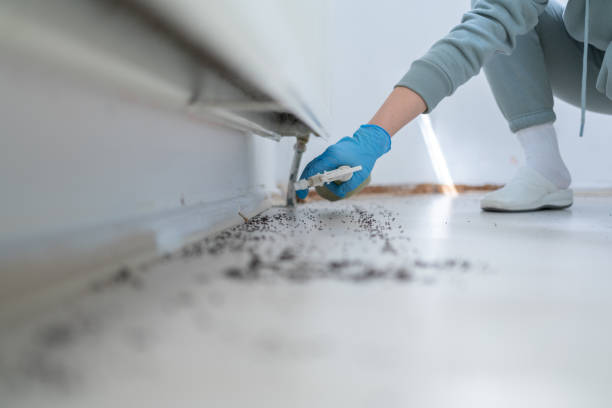 Best Rat Extermination Near Me  in Rosemont, CA